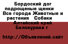 Бордоский дог подрощеные щенки.  - Все города Животные и растения » Собаки   . Алтайский край,Белокуриха г.